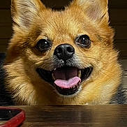 Jack is registered to the contest to win money with this photo: dog, smiling, tongue_out, close_up, fluffy, pet, cute, happy, indoor, table, phone, brown_fur, ears_up, animal, friendly, canine, face, looking_up, domestic, companion