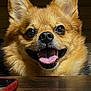 dog, smiling, tongue_out, close_up, fluffy, pet, cute, happy, indoor, table, phone, brown_fur, ears_up, animal, friendly, canine, face, looking_up, domestic, companion