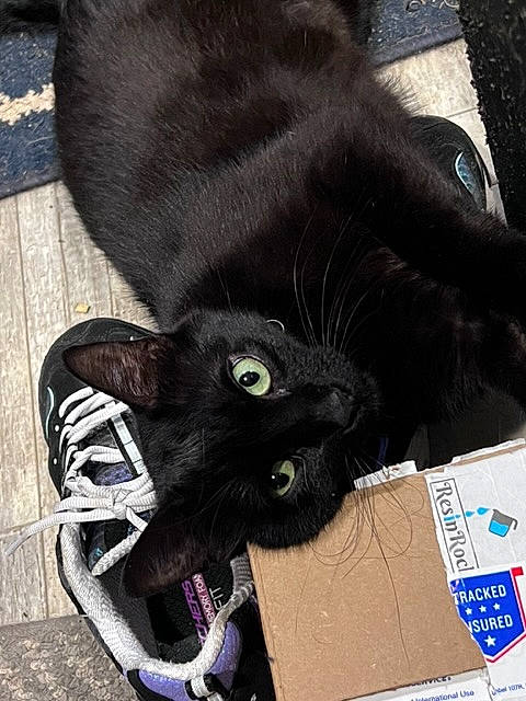 Bagheera is registered to the contest to win money with this photo: bag, black_cat, bombay, carmine, carnivore, cat, claw, comfort, domestic_short_haired_cat, fashion_accessory, felidae, foot, fur, human_leg, paw, shipping_box, small_to_medium_sized_cats, snout, tail, whiskers