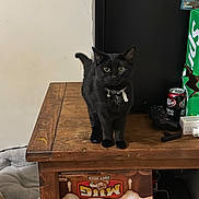 Midnight joined the competition — help win amazing prizes! beverage_cans, black_cat, cat, cluttered_table, collar, curious_cat, domestic_cat, dr_pepper_can, feline, game_controller, household_items, indoor, mug_root_beer, pet, pet_bed, soda_box, sprite, table_surface, wood_texture, wooden_table