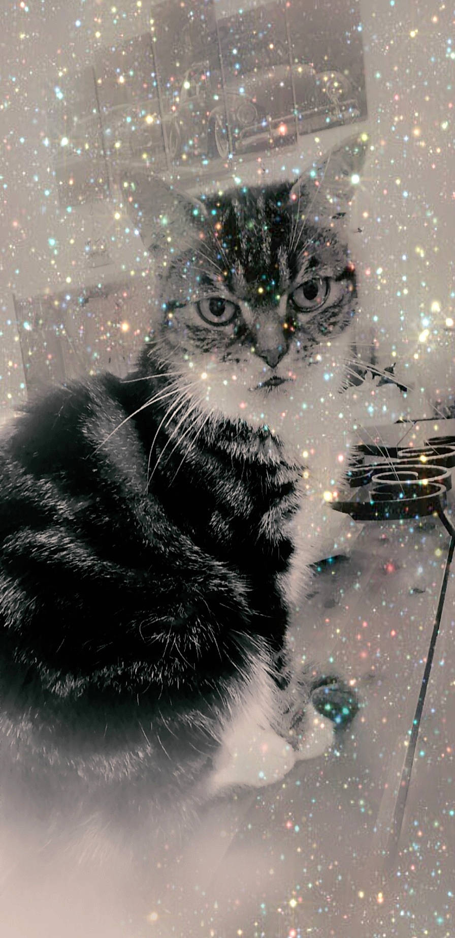 Choupette participe au concours pour gagner de l'argent avec cette photo : american_curl, black_cat, carnivore, cat, domestic_short_haired_cat, european_shorthair, felidae, fur, kitten, norwegian_forest_cat, ojos_azules, polydactyl_cat, ragamuffin, siberian, small_to_medium_sized_cats, snout, snow, space, tail, whiskers