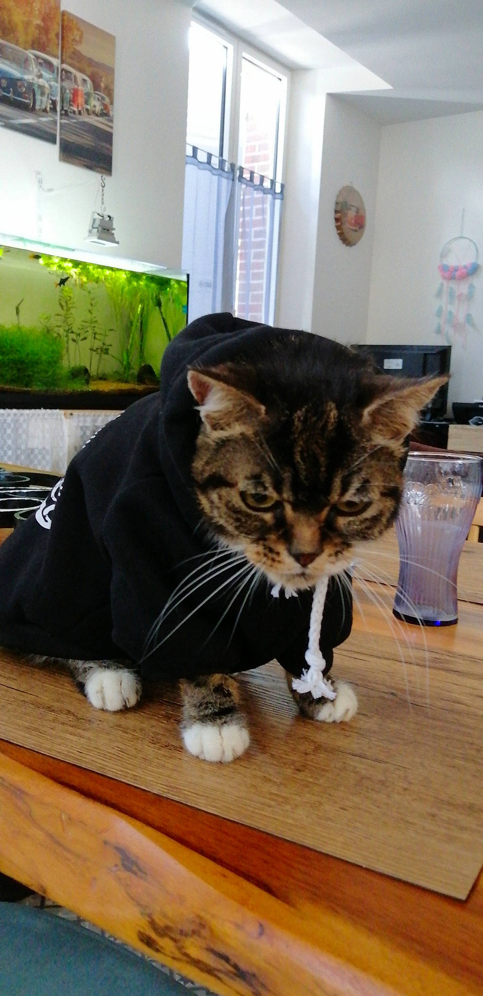 Choupette a rejoint le concours — aidez-le/la à gagner de superbes lots ! american_curl, american_shorthair, asian, bengal, carnivore, cat, domestic_short_haired_cat, european_shorthair, felidae, floor, flooring, fur, hardwood, kitten, kurilian_bobtail, polydactyl_cat, small_to_medium_sized_cats, tabby_cat, whiskers, wood