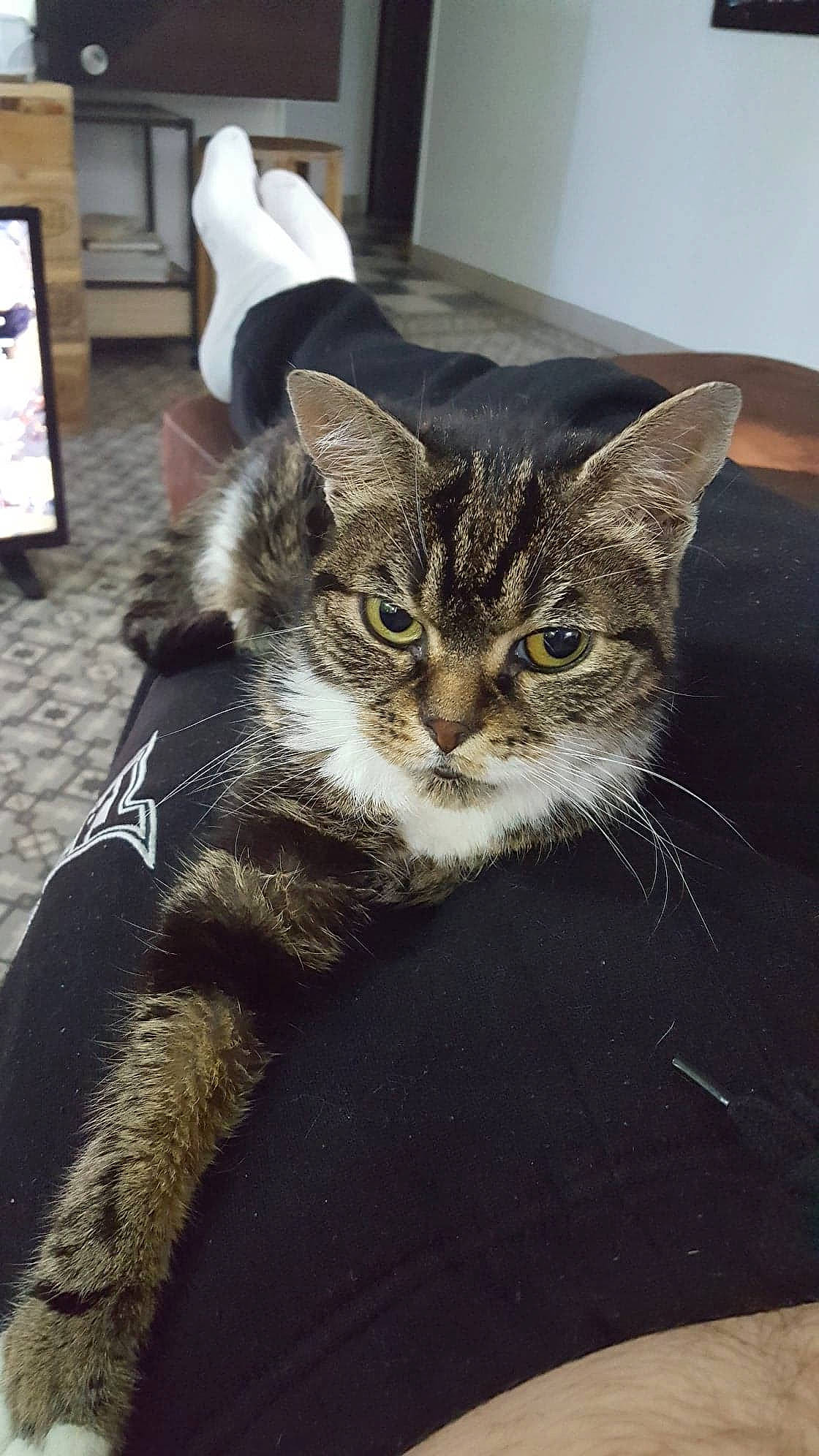 Choupette a rejoint le concours — aidez-le/la à gagner de superbes lots ! american_shorthair, asian, carnivore, cat, domestic_short_haired_cat, dragon_li, european_shorthair, felidae, fur, kitten, maine_coon, mammal, norwegian_forest_cat, pixie_bob, polydactyl_cat, small_to_medium_sized_cats, tabby_cat, vertebrate, whiskers, wild_cat