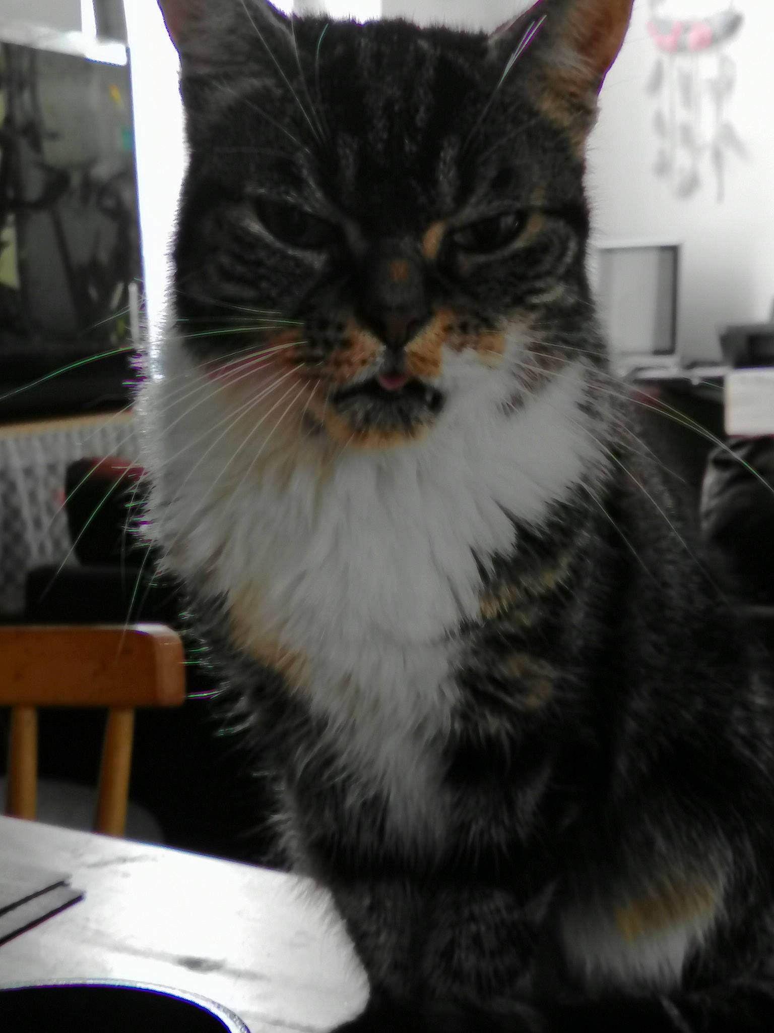 Choupette a rejoint le concours — aidez-le/la à gagner de superbes lots ! american_shorthair, asian, british_semi_longhair, carnivore, cat, domestic_short_haired_cat, european_shorthair, felidae, fur, kitten, mammal, polydactyl_cat, small_to_medium_sized_cats, tabby_cat, whiskers