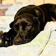 Jake is registered to the contest to win money with this photo: dog, black_dog, pet, toy, blanket, paw, lying_down, indoor, cozy, resting, animal, canine, fur, bedroom, comfort, close_up, sleepy, soft, cute, relaxed
