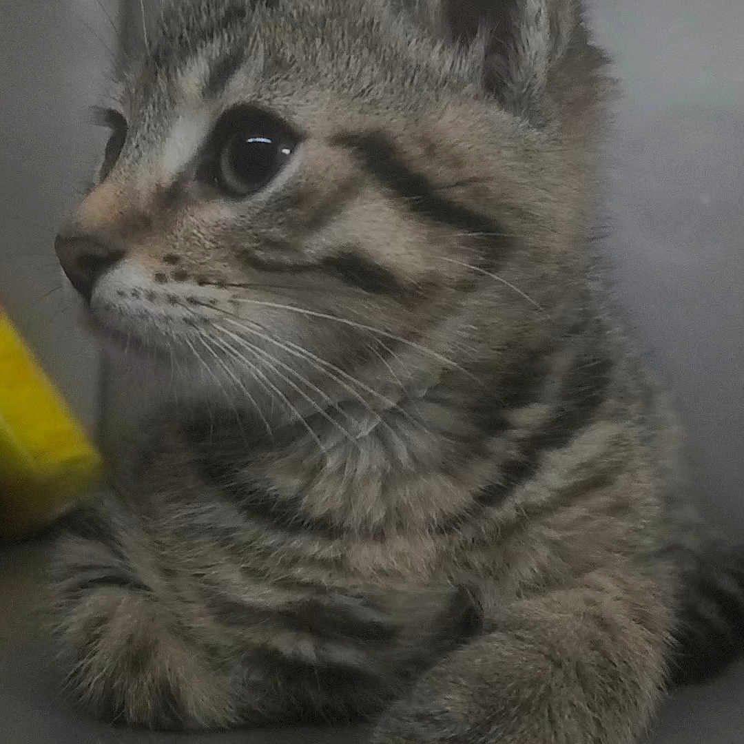 Ali