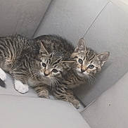 Ali And Tri is registered to the contest to win money with this photo: animal, cat, companions, couch, curious, cute, ears, feline, fur, gray, indoor, kitten, pets, resting, snuggling, tabby, tail, two, whiskers, young