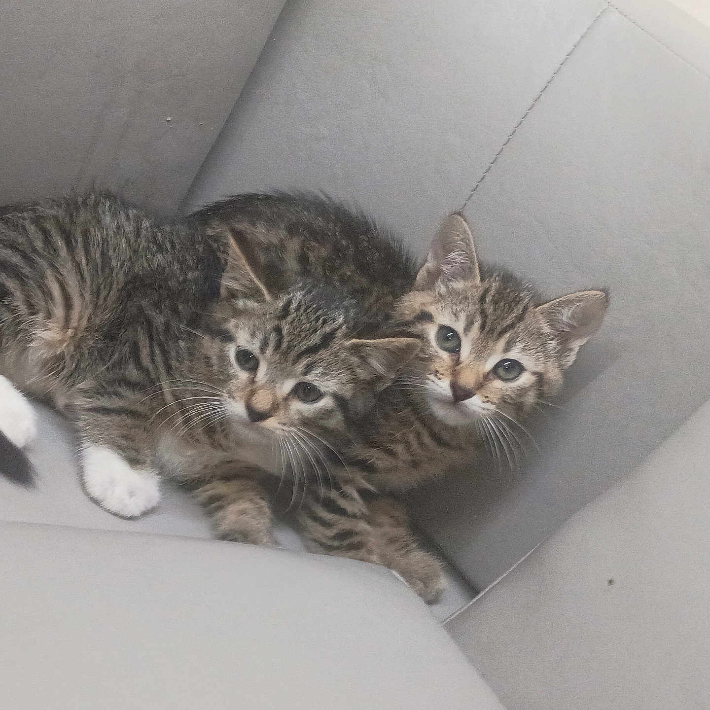 Ali And Tri