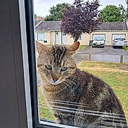 Figaro participe au concours pour gagner de l'argent avec cette photo : cat, tabby, window, glass, outdoor, tree, grass, car, parking, residential, curious, pet, animal, ears, face, green_eyes, fur, reflection, sky, nature