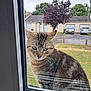 cat, tabby, window, glass, outdoor, tree, grass, car, parking, residential, curious, pet, animal, ears, face, green_eyes, fur, reflection, sky, nature