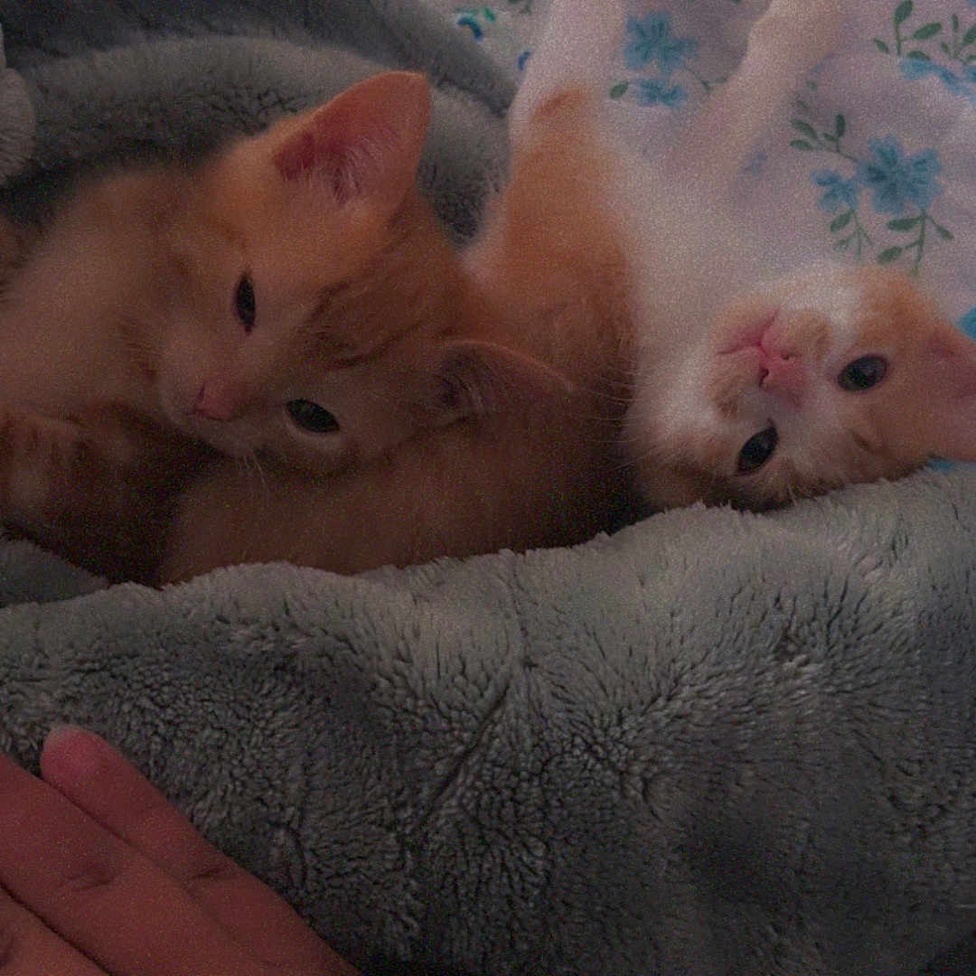 Forrest And Nugget is registered to the contest to win money with this photo: animal, blanket, cat, comfort, cozy, cute, domestic_cat, floral_pattern, fur, hand, indoor, kitten, orange_cat, pets, resting, sleepy, small_animal, snuggling, soft_texture, white_cat