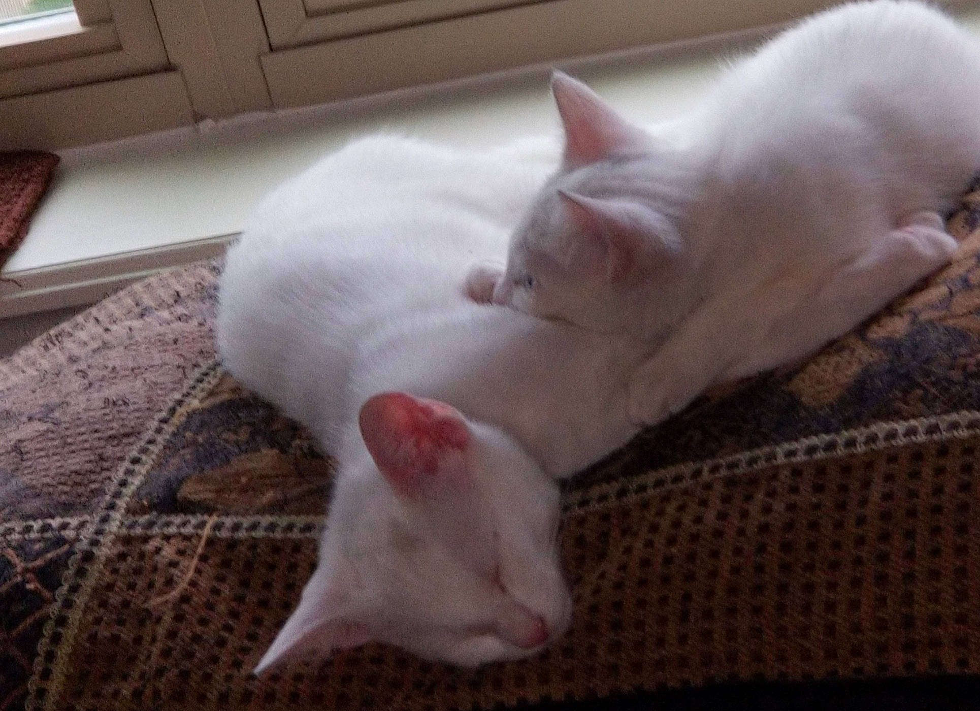 Knox And Zima is registered to the contest to win money with this photo: carnivore, cat, comfort, domestic_short_haired_cat, fawn, felidae, flooring, fur, hardwood, linens, mammal, nap, paw, room, small_to_medium_sized_cats, snout, tail, whiskers, wood