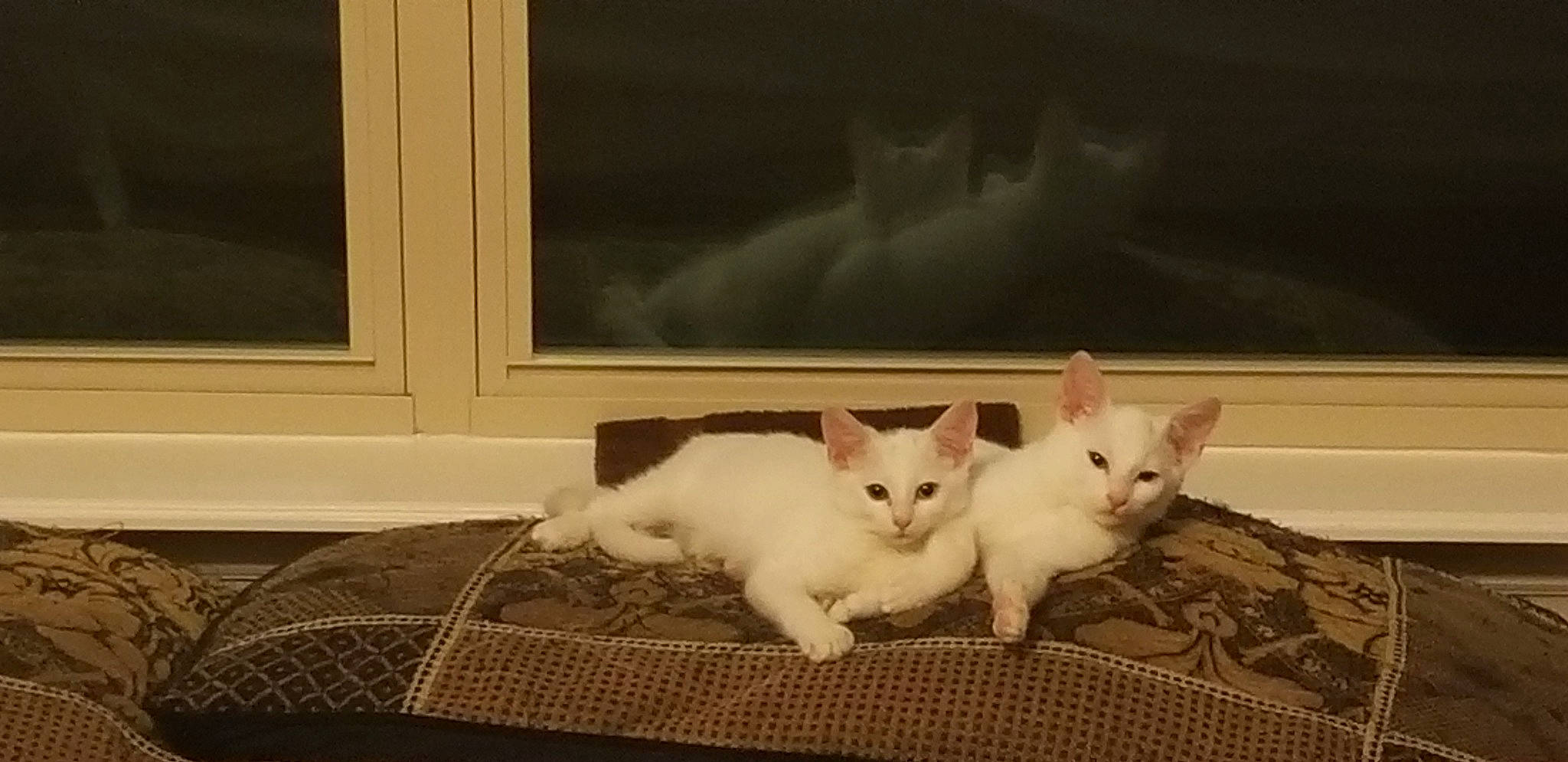 Knox And Zima is registered to the contest to win money with this photo: carnivore, cat, claw, comfort, domestic_short_haired_cat, felidae, flooring, fur, paw, pet_supply, photo_caption, picture_frame, rectangle, room, small_to_medium_sized_cats, snout, tail, terrestrial_animal, whiskers, wood