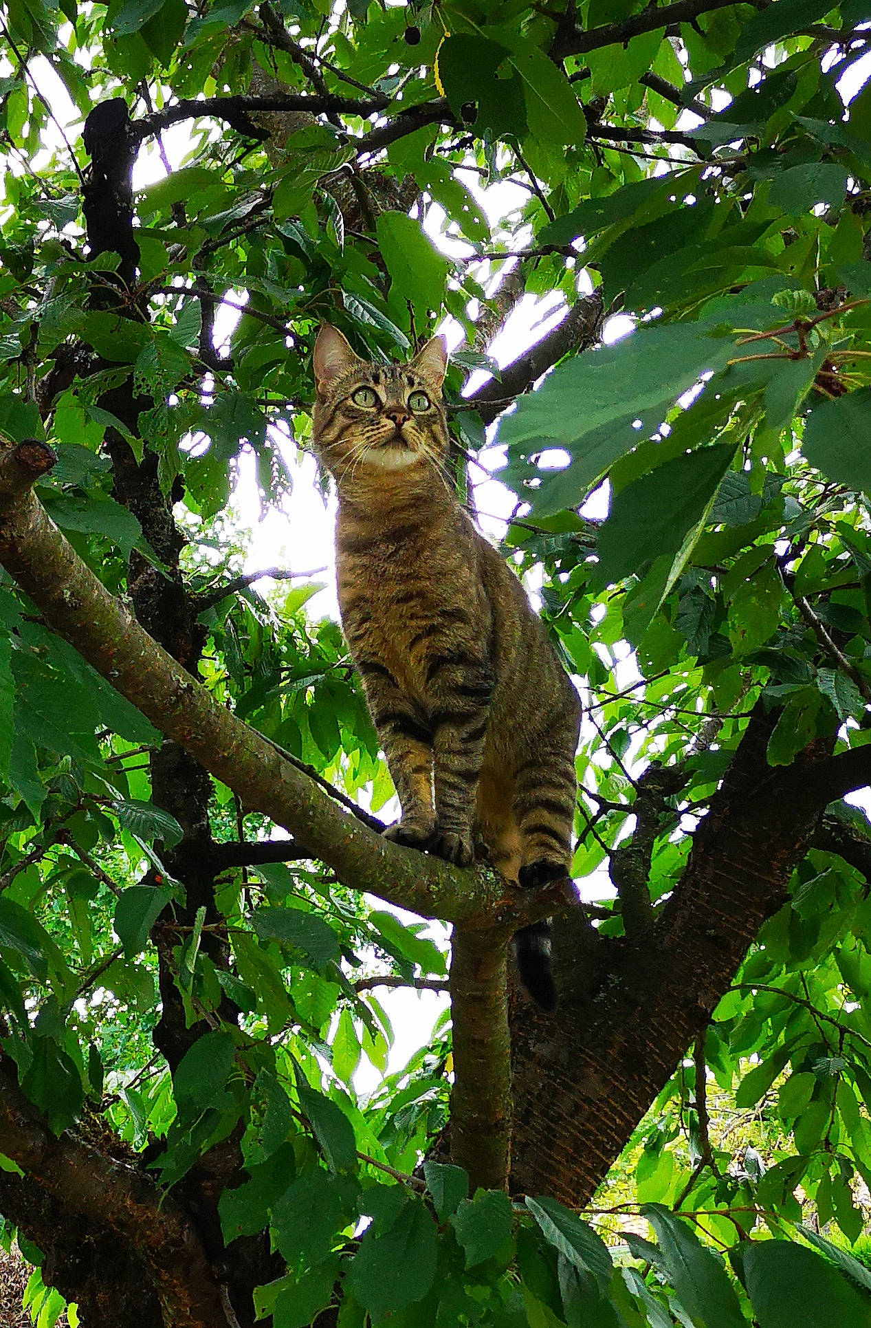 Grisette participe au concours pour gagner de l'argent avec cette photo : branch, carnivore, cat, felidae, jungle, nature_reserve, organism, plant, small_to_medium_sized_cats, sunlight, tail, terrestrial_animal, terrestrial_plant, tree, trunk, twig, vegetation, whiskers, wildlife, woody_plant