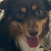 Meliodas joined the competition — help win amazing prizes! blanket, brown_fur, close_up, cozy, dog, domestic_animal, eyes, face, furry, happy, indoor, long_hair, muzzle, nose, panting, pet, portrait, tongue_out, whiskers, white_chest