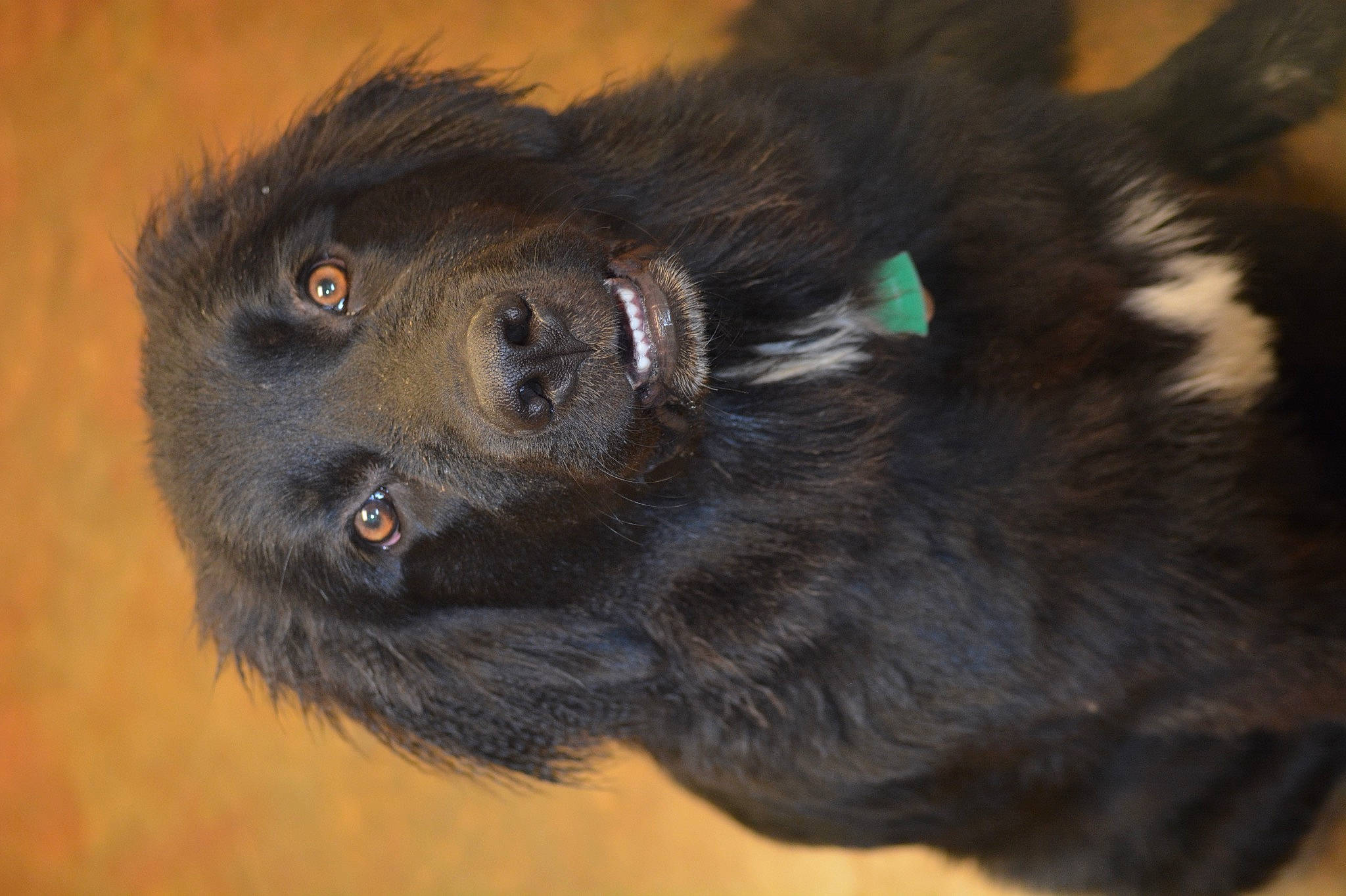 Boogie Bear joined the competition — help win amazing prizes! dog_breed, fur, primate, snout, terrestrial_animal, tufted_capuchin, wildlife