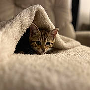 Arya participe au concours pour gagner de l'argent avec cette photo : animal, blanket, cat, comfort, cozy, curious, cute, eyes, fur, furniture, home, indoor, kitten, pet, relaxing, small, soft, warm, whiskers, young