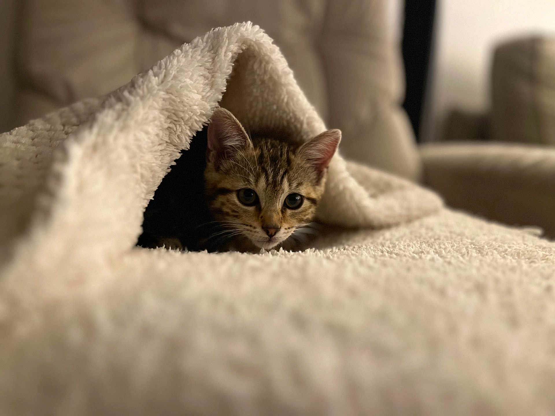 Arya