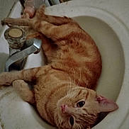 Dobby joined the competition — help win amazing prizes! animal_face, bathroom, cat, close_up, curious, cute, domestic_animal, faucet, fur, household, indoor, laying, mammal, orange_tabby, pet, pink_nose, relaxing, resting, sink, whiskers