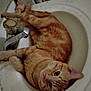 animal_face, bathroom, cat, close_up, curious, cute, domestic_animal, faucet, fur, household, indoor, laying, mammal, orange_tabby, pet, pink_nose, relaxing, resting, sink, whiskers