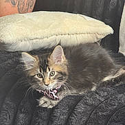 Frannie joined the competition — help win amazing prizes! kitten, cat, tabby, bow_tie, pink, leopard_print, blanket, plush, pillow, tattoo, arm, fur, whiskers, ears, resting, indoor, cozy, pet, cute, animal