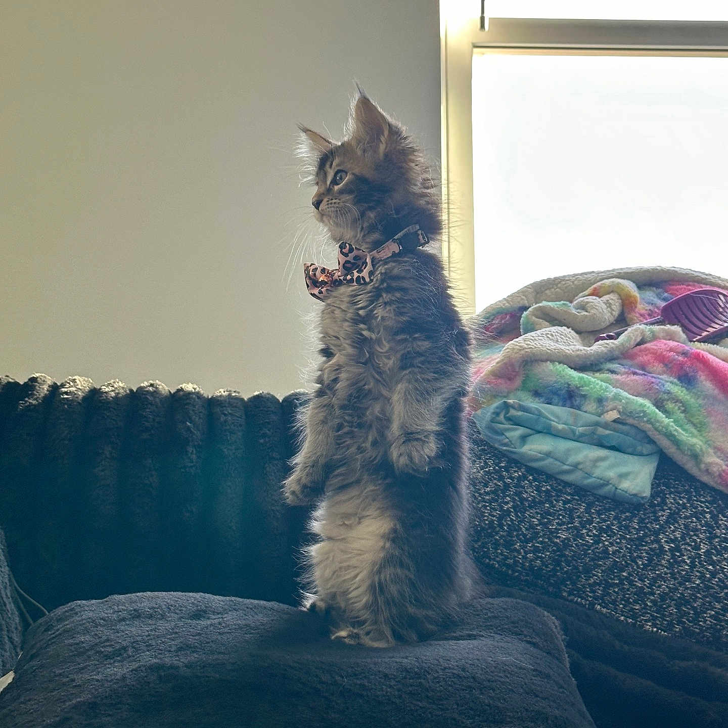 Frannie is registered to the contest to win money with this photo: alert, animal, blanket, bow_tie, cat, cozy, cushion, cute, decor, domestic_cat, feline, fluffy, furry, indoor, kitten, pet, side_view, soft, standing, window