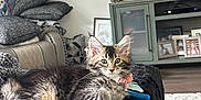 Frannie joined the competition — help win amazing prizes! kitten, cat, tabby, furry, pet, indoor, blanket, couch, living_room, television, cabinet, photoframes, rollerblades, toy, floor, fur, curious, relaxed, cozy, home