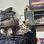 kitten, cat, tabby, furry, pet, indoor, blanket, couch, living_room, television, cabinet, photoframes, rollerblades, toy, floor, fur, curious, relaxed, cozy, home