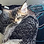 Frannie is registered to the contest to win money with this photo: kitten, sleeping, paw, fur, blanket, textured, cables, plush, cozy, resting, indoor, animal, pet, cute, whiskers, soft, closeup, relaxing, feline, nap