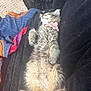 Frannie is registered to the contest to win money with this photo: kitten, cat, sleeping, fluffy, collar, flower, pet, relaxed, cozy, blanket, towel, fur, cute, indoor, resting, animal, paw, whiskers, soft, nap