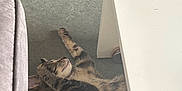 Reyna a rejoint le concours — aidez-le/la à gagner de superbes lots ! cat, tabby, stretching, floor, indoor, couch, table, wheel, relaxation, pet, animal, fur, whiskers, sleepy, home, cozy, furniture, domestic, resting, lazy