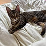 Reyna a rejoint le concours — aidez-le/la à gagner de superbes lots ! animal, bed, blanket, cat, cozy, cute, ears, eyes, feline, fur, indoor, kitten, paws, pet, relaxation, resting, tabby, tail, whiskers, white
