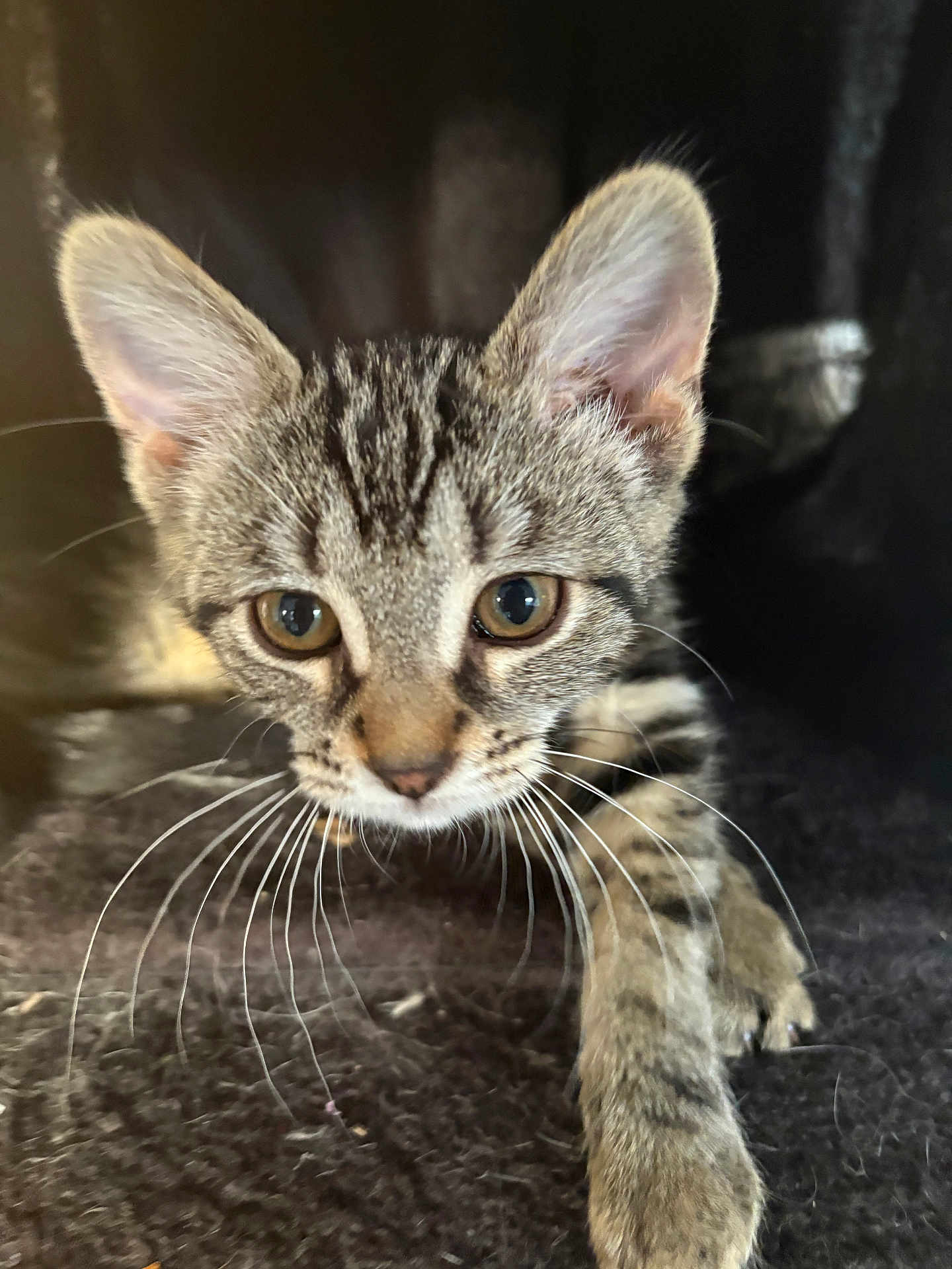 Reyna a rejoint le concours — aidez-le/la à gagner de superbes lots ! kitten, cat, tabby, whiskers, ears, eyes, paw, fur, pet, animal, cute, curious, closeup, feline, indoor, young, playful, mammal, small, adorable