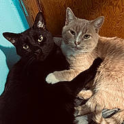 Shadow And Ollie is registered to the contest to win money with this photo: cat, black_cat, beige_cat, pets, snuggling, indoor, wooden_wall, turquoise_wall, close_up, animal, feline, paw, fur, looking_at_camera, companionship, cute, cozy, domestic, resting, quiet