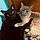 Shadow And Ollie