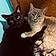 Shadow And Ollie