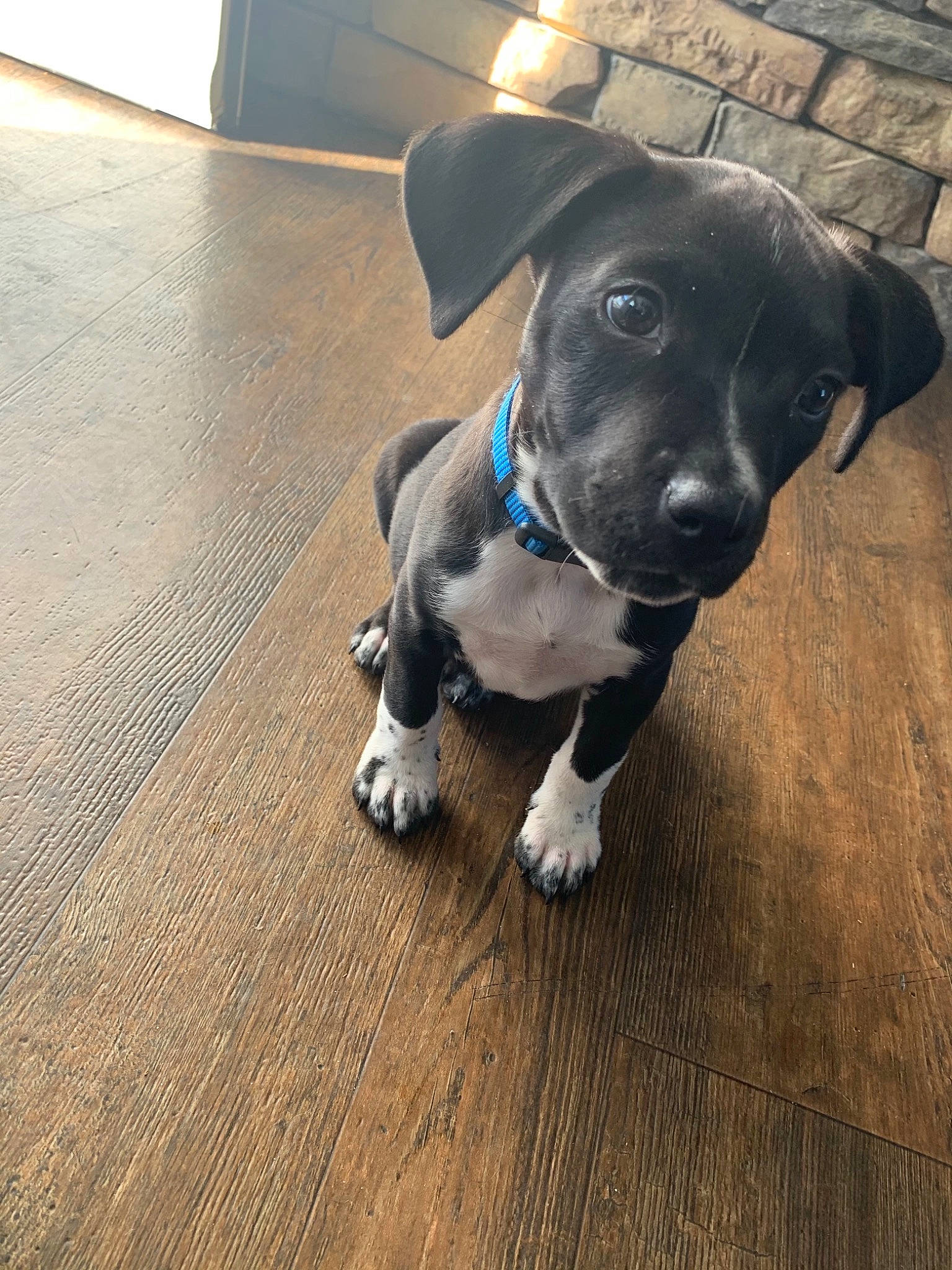 Cujo is registered to the contest to win money with this photo: canidae, carnivore, collar, companion_dog, dog, dog_breed, electric_blue, fawn, floor, flooring, fur, hardwood, laminate_flooring, pet_supply, snout, sporting_group, tail, whiskers, wood, working_animal