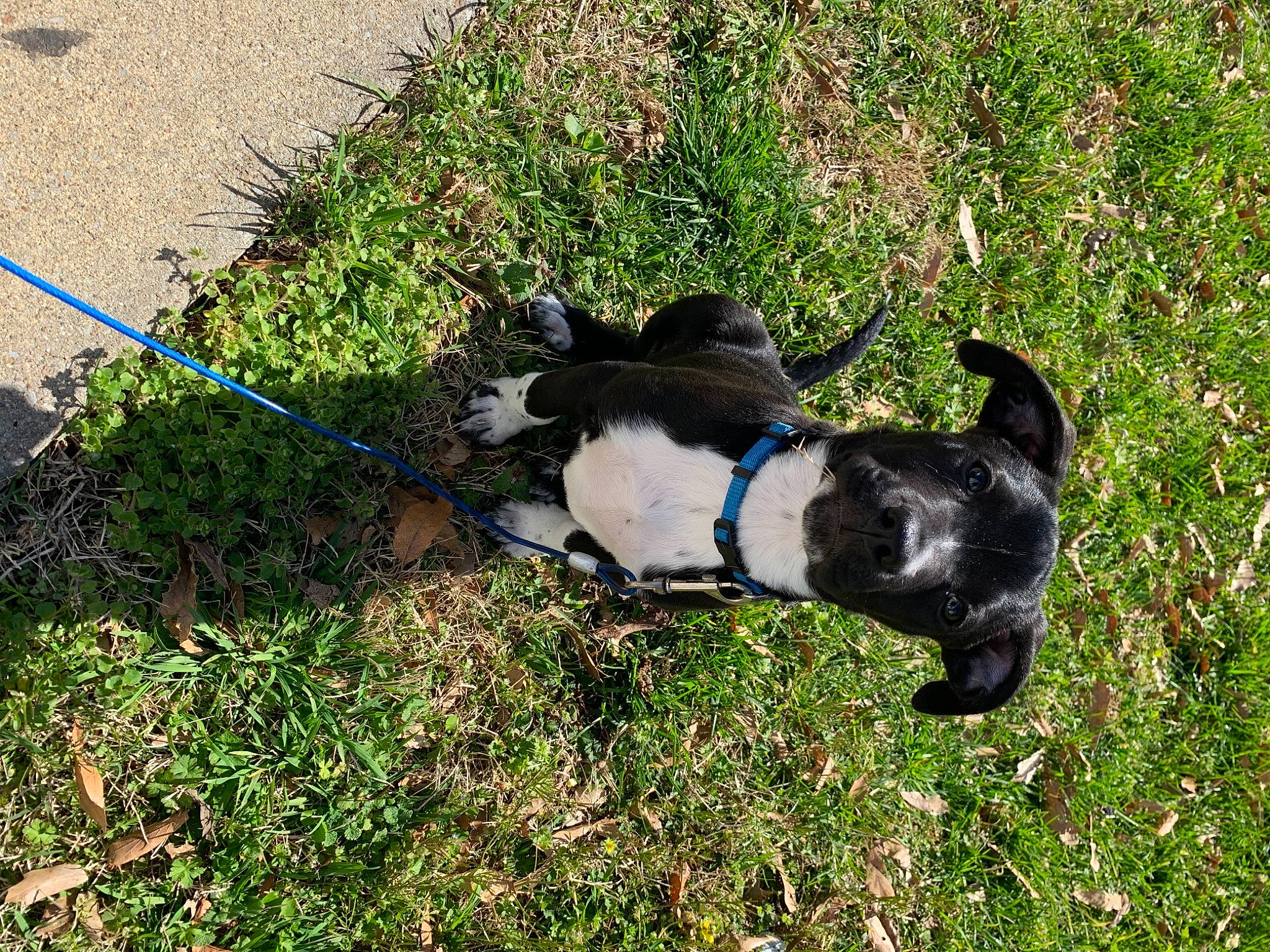 Cujo joined the competition — help win amazing prizes! boston_terrier, canidae, carnivore, collar, companion_dog, dog, dog_breed, dog_collar, dog_supply, fawn, felidae, grass, leash, pet_supply, plant, snout, sporting_group, tail, terrestrial_animal, working_animal