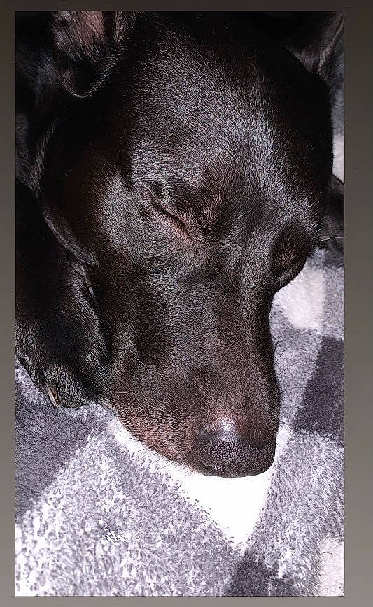 Coop is registered to the contest to win money with this photo: borador, carnivore, companion_dog, dog, dog_breed, font, fur, grey, liver, monochrome, monochrome_photography, rectangle, snout, sporting_group, square, terrestrial_animal, tints_and_shades, visual_arts, whiskers, working_animal