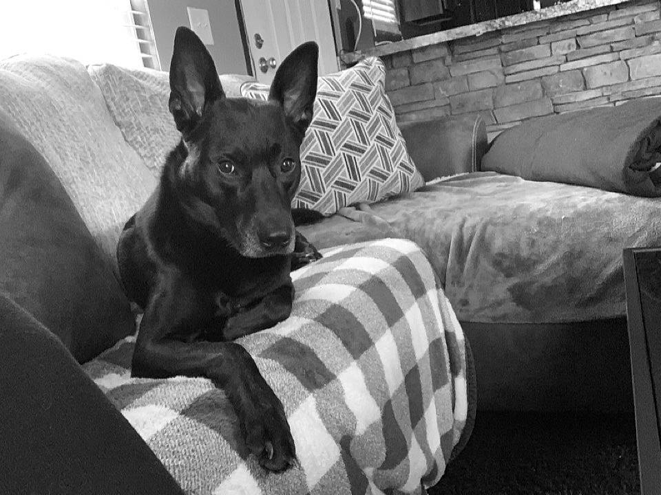 Coop joined the competition — help win amazing prizes! black, carnivore, comfort, companion_dog, couch, dog, dog_breed, fawn, grey, monochrome, monochrome_photography, plaid, sitting, snout, sporting_group, style, tartan, toy_dog, whiskers, working_animal