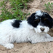 Gracie is registered to the contest to win money with this photo: animal, black_and_white, canine, curious, dirt, dog, fluffy, fur, grass, ground, looking, lying_down, nature, nose, outdoor, pet, plants, puppy, small, young_dog