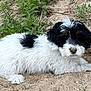 animal, black_and_white, canine, curious, dirt, dog, fluffy, fur, grass, ground, looking, lying_down, nature, nose, outdoor, pet, plants, puppy, small, young_dog