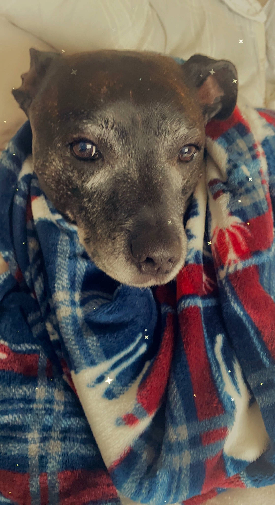 Rocky joined the competition — help win amazing prizes! carnivore, collar, companion_dog, dog, dog_breed, ear, fawn, fur, pattern, pet_supply, plaid, sleeve, snout, tartan, terrestrial_animal, toy_dog, whiskers, working_animal