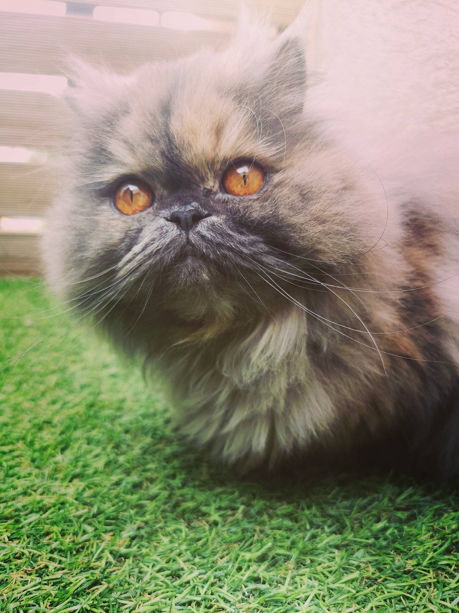 Maya participe au concours pour gagner de l'argent avec cette photo : asian_semi_longhair, british_longhair, british_semi_longhair, british_shorthair, carnivore, cat, domestic_long_haired_cat, eye, fawn, felidae, fur, himalayan, iris, mammal, persian, plant, small_to_medium_sized_cats, snout, vertebrate, whiskers