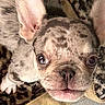 Modelo is registered to the contest to win money with this photo: animal, blanket, canine, close_up, dog, eyes, face, funny, fur, indoors, lying_down, nose, patterned, paw, pet, portrait, puppy, short_hair, upside_down, wide_eyed