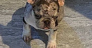 Modelo joined the competition — help win amazing prizes! animal, bat_ears, brindle, brown_fur, canine, closeup, dog, french_bulldog, outdoor, painterly, pet, portrait, puppy, shadow, short_snout, sitting, standing, sunlight, white_fur, wooden_floor