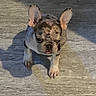animal, bat_ears, brindle, brown_fur, canine, closeup, dog, french_bulldog, outdoor, painterly, pet, portrait, puppy, shadow, short_snout, sitting, standing, sunlight, white_fur, wooden_floor