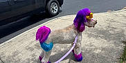Nala is registered to the contest to win money with this photo: animal, black_truck, blue, colored_fur, concrete, cute, daylight, dog, grass, leash, outdoor, pet, pink, poodle, purple, sidewalk, street, vehicle, walking, yellow_bow