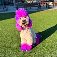 Nala is registered to the contest to win money with this photo: animal, colored_fur, colorful, cute, daytime, dog, fluffy, funny, grass, groomed, happy, outdoor, park, pet, pink, poodle, purple, sitting, smiling, sunlight