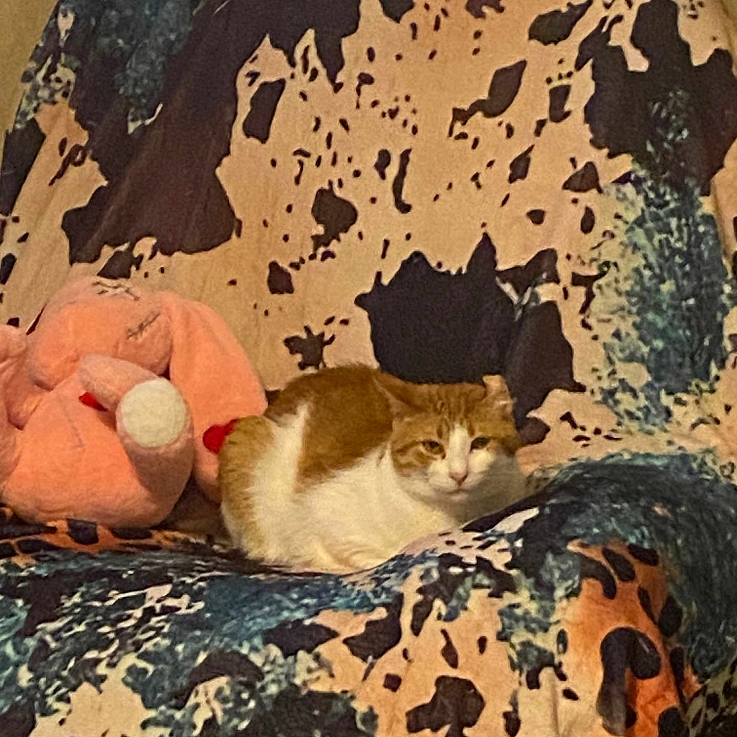 King Darius is registered to the contest to win money with this photo: animal, armchair, blanket, cat, chair, couch, cushion, face, furniture, head, homedecor, indoors, kitten, manx, person, pet, plush, quilt, sleeping, toy